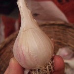 storing garlic over winter