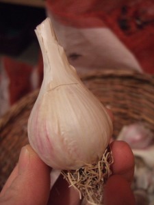 storing garlic over winter