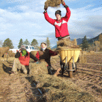 mulching garlic winter