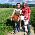 Permaculture Strawberries Canada