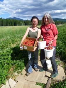 Permaculture Strawberries Canada