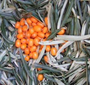 seabuckthorn tea and berries