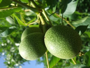 food forest fruit BC