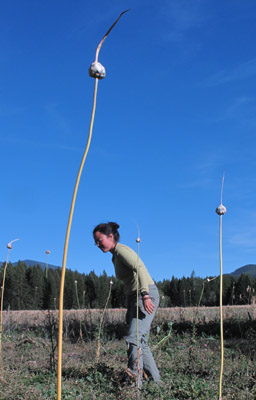 Garlic Scapes and Bulbils