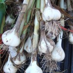 Hardnecked garlic seed bulbs
