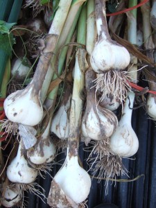 Hardnecked garlic seed bulbs