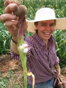 softneck heritage garlic