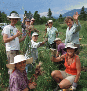 harvesting garlic