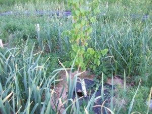 Food forest with garlic