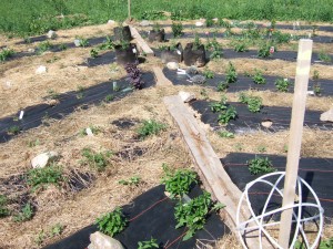 Food Forest Herb Nursery Bed