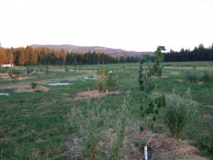 Food Forest long shot with catnip