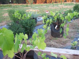 Food forest Grapes