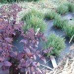 sedums in food forest