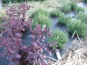 herbaceous plants in food forest