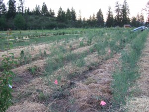 Asparagus in Food Forest