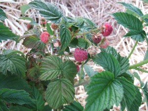 Raspberries food forest