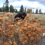 Food Forest Yarrow