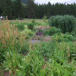 food forest herb garden