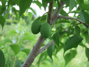 green plum