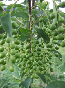 chokecherry