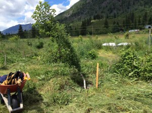 chokecherry