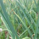 garlic plant