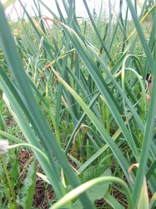 garlic plant