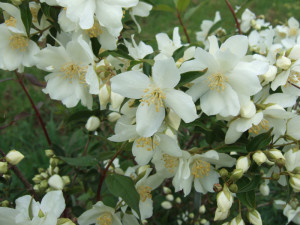 mock orange