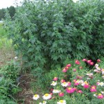 motherwort