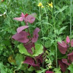 red orach