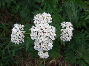valerian flower