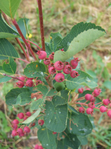 saskatoon pink