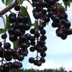 Black Choke Cherry