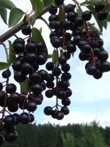 Black Choke Cherry