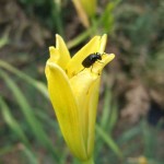 day lily