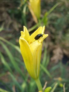 day lily