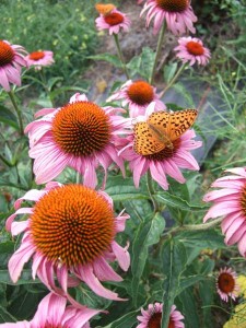 echinacea butterfly
