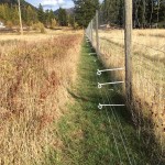 electric bear fence