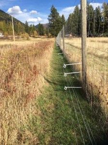 electric bear fence