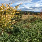 fall colours
