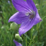 jie geng, balloon flower