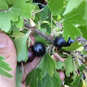 ribes odoratum