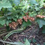 Gloire de Sablons pink currant bush