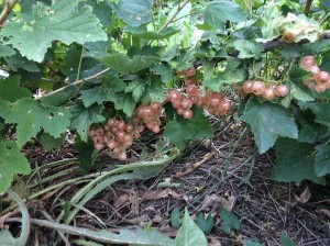 Gloire de Sablons pink currant bush