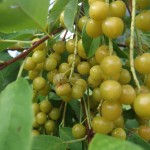 Yellow Chokecherry