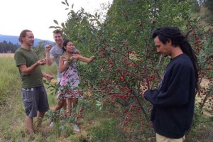 evans cherries